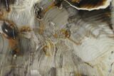 Petrified Wood (Araucioxylon) Slab - Circle Cliffs, Utah #135651-1